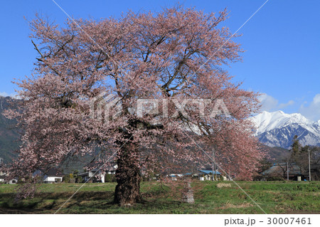 長野県大町市 須沼の一本桜 長野県大町市 須沼の一本桜 30007461