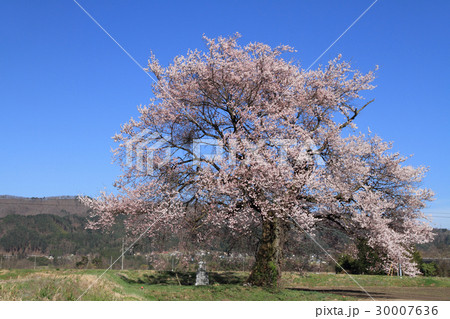 長野県大町市 須沼の一本桜 長野県大町市 須沼の一本桜 30007636