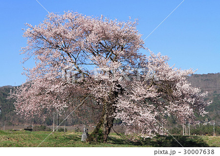 長野県大町市 須沼の一本桜 長野県大町市 須沼の一本桜 30007638