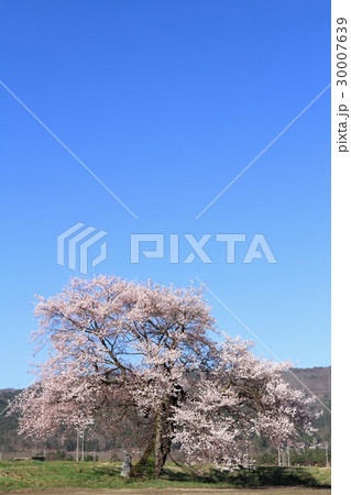 長野県大町市 須沼の一本桜 長野県大町市 須沼の一本桜 30007639