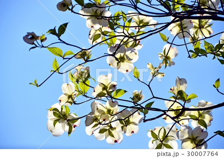 ハナミズキ(花水木) ハナミズキ(花水木) 30007764