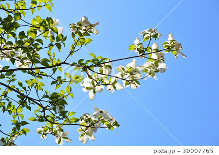 ハナミズキ（花水木） 30007765