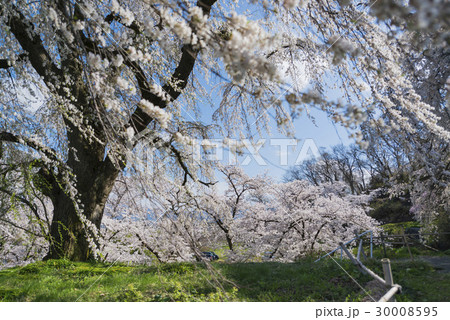 枝垂れ桜 30008595