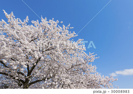 桜と青空 30008983