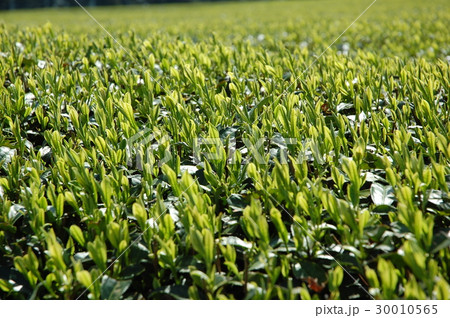 茶畑　新芽 30010565