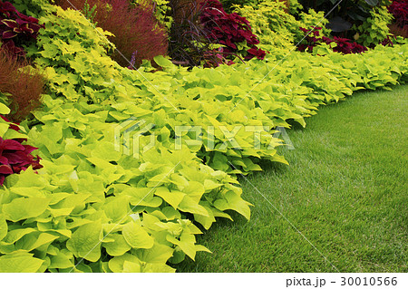 イポメア 30010566