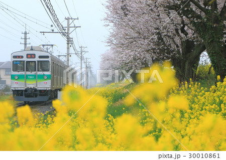 秩父鉄道「春・雨の日の桜菜の花風景」 秩父鉄道「春・雨の日の桜菜の花風景」 30010861
