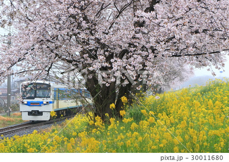秩父鉄道「雨の日の桜堤と菜の花」 秩父鉄道「雨の日の桜堤と菜の花」 30011680