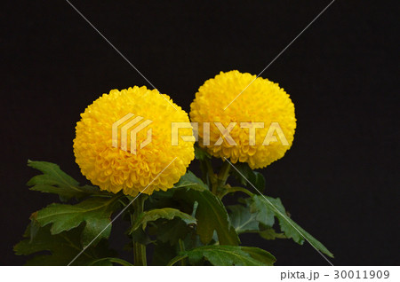 ピンポン菊  30011909