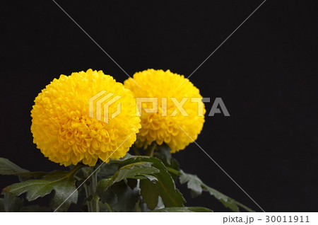 ピンポン菊  30011911