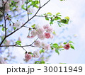 桜 30011949
