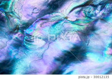 貝片の構造色 貝片の構造色 30012135