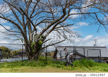 草刈り機で草刈りをする男性 草刈り機で草刈りをする男性 30012997