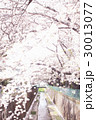 神田川の桜 30013077