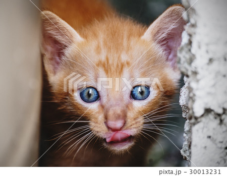 Close-up cute kitten licking lips 30013231