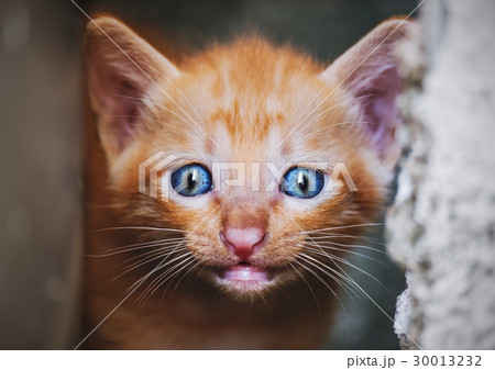 Close-up smiling kitten face, selective focus 30013232