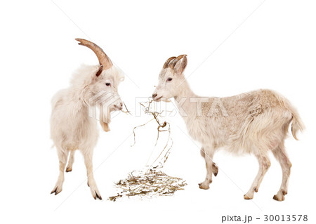 Young white goats Young white goats 30013578