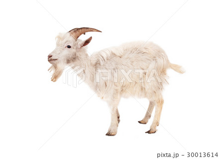 White goat isolated on white background. 30013614