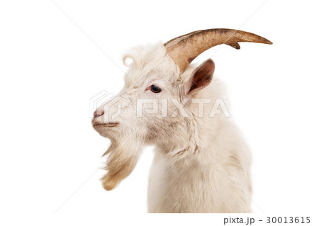 White goat isolated on white background. 30013615