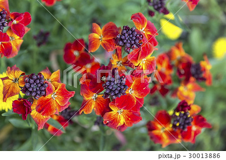 colored spring flowers colored spring flowers 30013886
