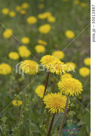 Yellow dandelions 30013887