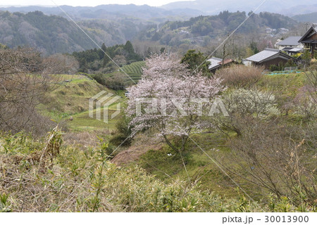 【奈良県 月ヶ瀬】桜と茶畑 【奈良県 月ヶ瀬】桜と茶畑 30013900