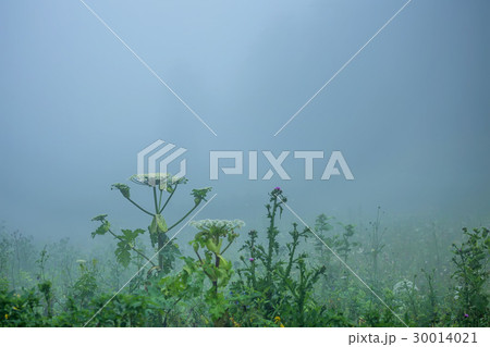 Fog on forest glade 30014021