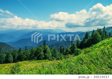 Scenic view of mountain meadow Scenic view of mountain meadow 30014037