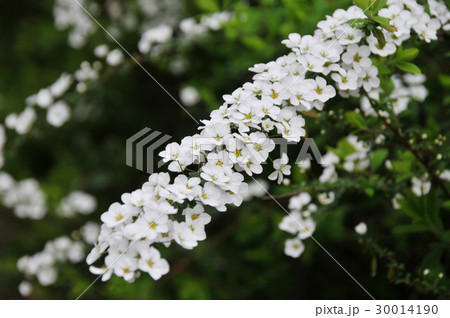 ユキヤナギ 30014190