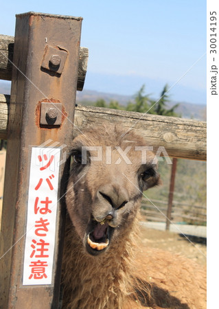 威嚇 威圧 怒鳴る 鳴き声 動物 威嚇 威圧 怒鳴る 鳴き声 動物 30014195