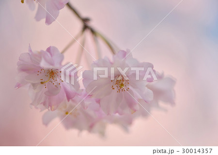 枝垂れ桜 枝垂れ桜 30014357