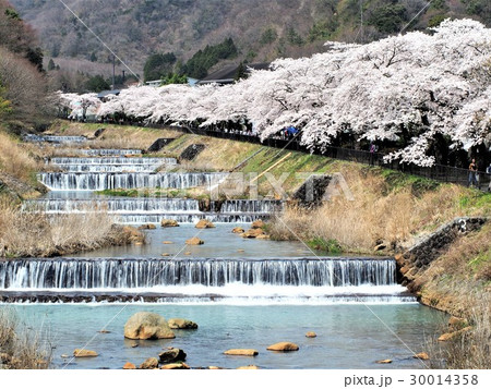 早川堤の桜 30014358