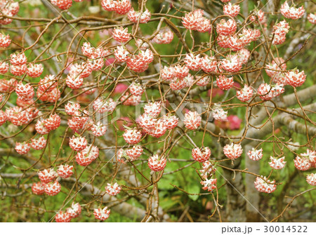 三俣の花 30014522