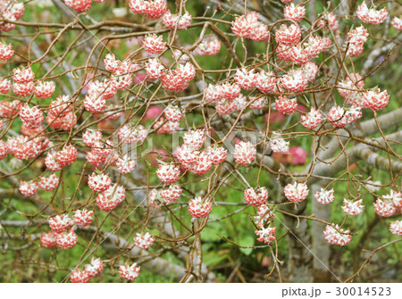 三俣の花 30014523