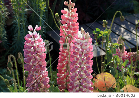 ピンク色の花、ルピナス 30014602