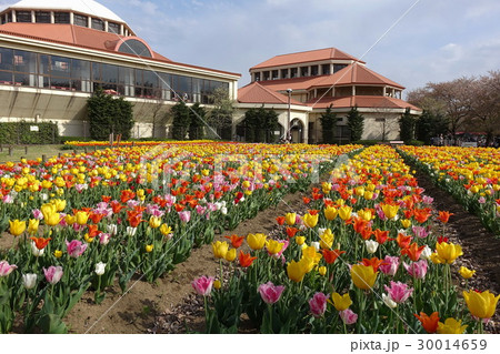 深谷グリーンパークのチューリップ 30014659