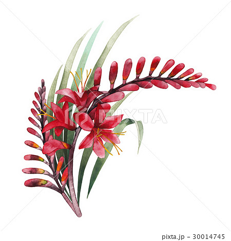 Watercolor crocosmia bouquet 30014745