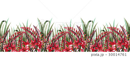 Watercolor crocosmia border 30014761