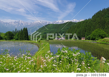 信州　白馬村　青鬼（あおに）集落　棚田から北アルプスをのぞむ　伝統的建造物群保存地区 30015068