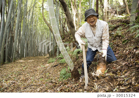 タケノコ堀 タケノコ堀 30015324