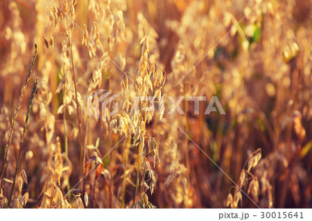Oats field at sunset light. 30015641
