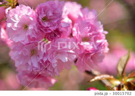 八重の桜 八重の桜 30015702
