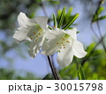 ゴヨウツツジの花 30015798