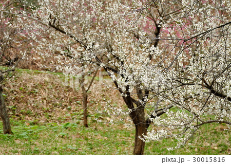 梅林園の梅花 梅林園の梅花 30015816