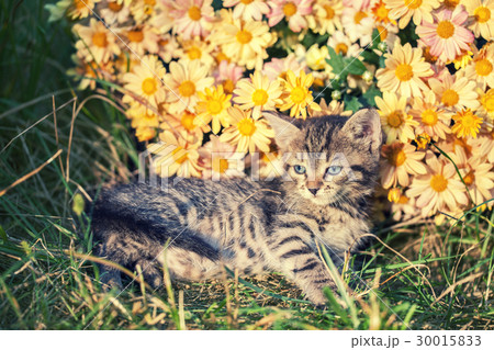 Cute kitten relaxing in flowers in the garden 30015833