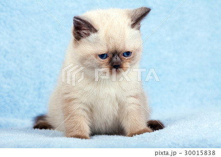 Portrait of cute little siamese kitten Portrait of cute little siamese kitten 30015838