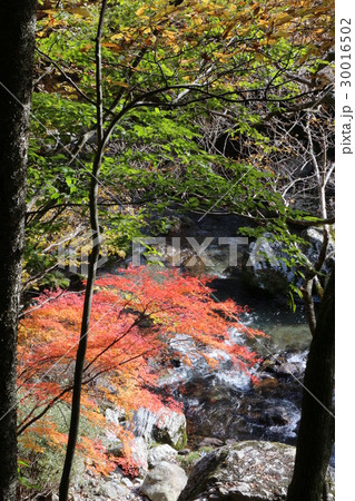 小田深山渓谷の紅葉 小田深山渓谷の紅葉 30016502