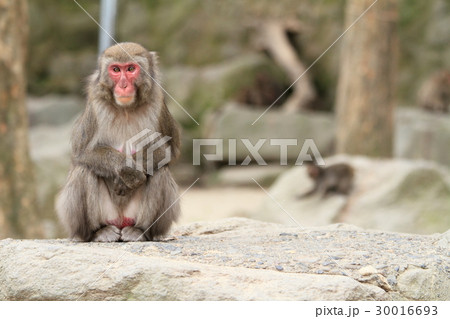 高崎山のニホンザル 30016693
