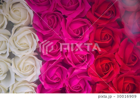 バラの花 30016909