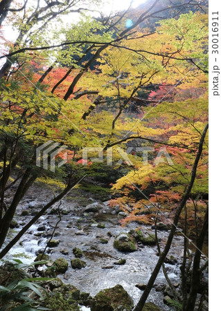 小田深山渓谷の紅葉 小田深山渓谷の紅葉 30016911
